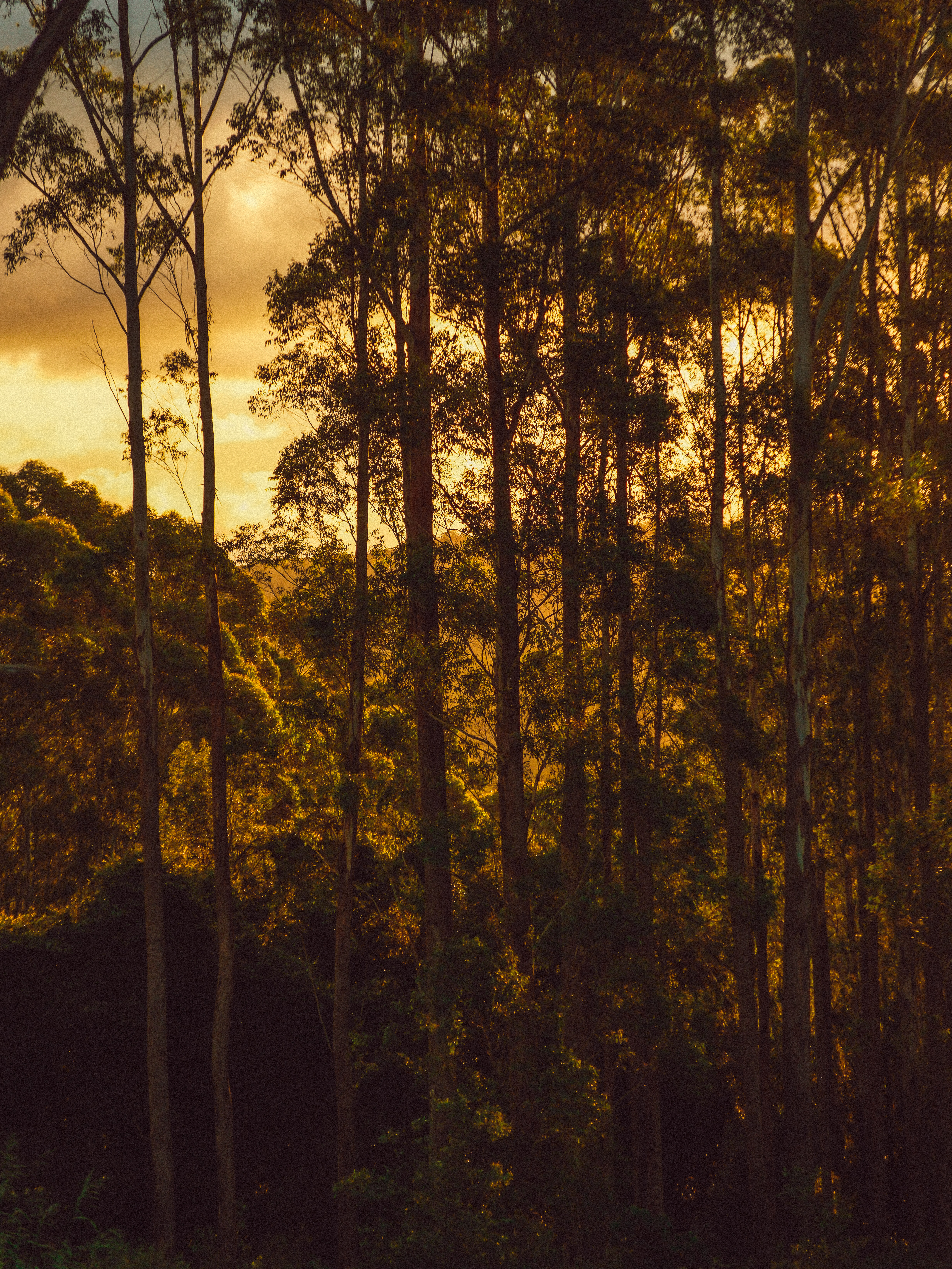 Eucalypt forest